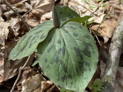 Trillium sessile