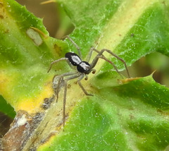 Pulchellodromus pulchellus
