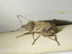 Listroderes difficilis