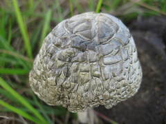 Panaeolus solidipes
