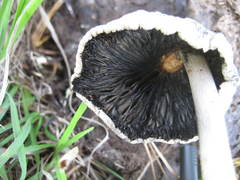 Panaeolus solidipes