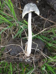 Panaeolus solidipes