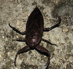 Lethocerus collosicus