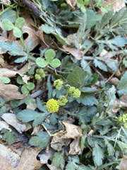 Sanicula bipinnatifida