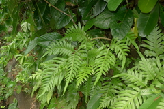 Pteris comans