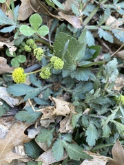 Sanicula bipinnatifida