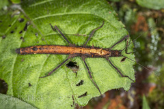 Creoxylus