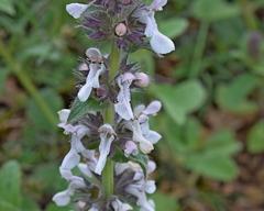Stachys plumosa