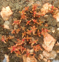 Crassula aquatica