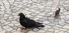 Columba livia