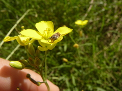 Penthobruchus germaini