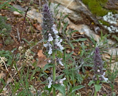 Stachys plumosa