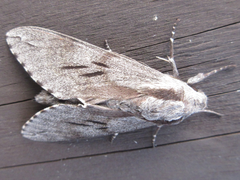 Sphinx morio arestus