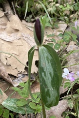 Trillium lancifolium