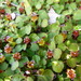 Fuchsia procumbens - Photo (c) Colin Meurk, μερικά δικαιώματα διατηρούνται (CC BY-SA), uploaded by Colin Meurk