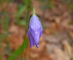 Campanula spatulata