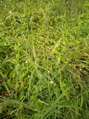 Ipomoea plebeia