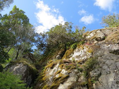 Juniperus maritima