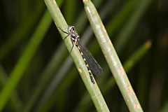 Cordulephya pygmaea