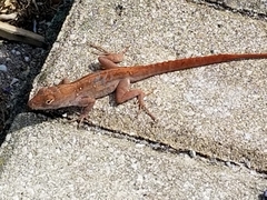 Anolis sagrei