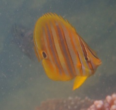 Chaetodon rainfordi