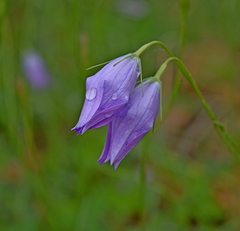 Campanula spatulata