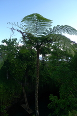 Cyathea lunulata