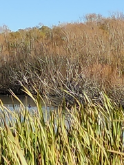 Phalacrocorax varius