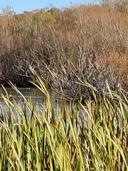 Phalacrocorax varius