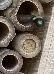 Osmia lignaria