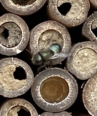 Osmia lignaria