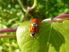 Harmonia axyridis