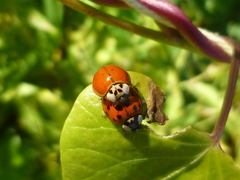 Harmonia axyridis
