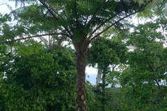 Cyathea lunulata