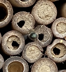 Osmia lignaria