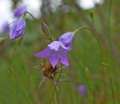 Campanula spatulata