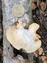 Crepidotus praecipuus