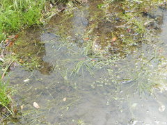 Isoetes melanopoda