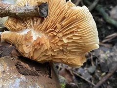 Crepidotus praecipuus