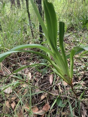 Dianella caerulea producta