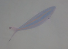 Pterocaesio digramma