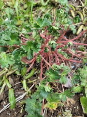 Robertium