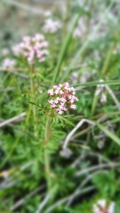 Centranthus calcitrapae