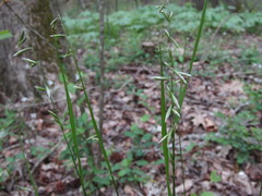 Melica mutica