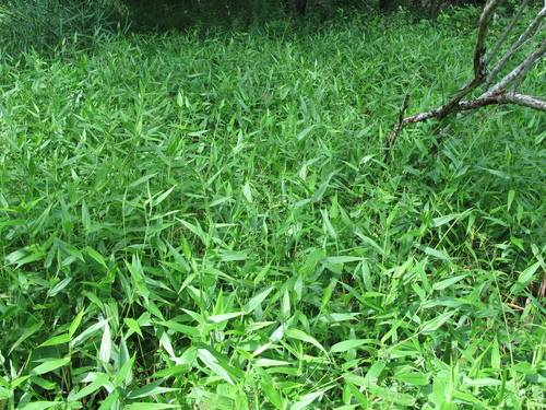 deertongue — photo 1