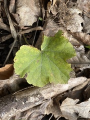Tiarella stolonifera