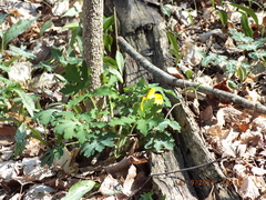 Stylophorum diphyllum