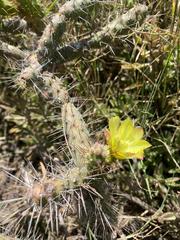Opuntia aequatorialis