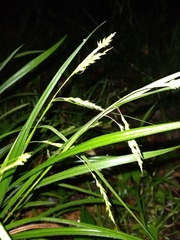 Image of Carex oxylepis
