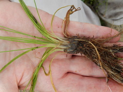 Isoetes melanopoda